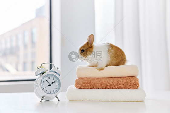 桌上的毛巾与可爱兔子图片