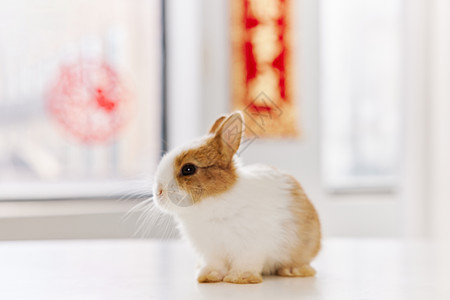新年可爱的小兔子图片