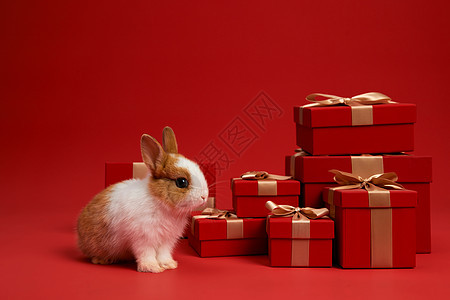 可爱的兔子和新年红色礼盒图片