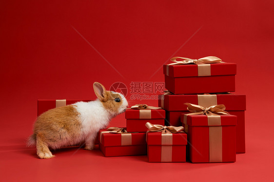 可爱小兔子和新年红色礼盒图片