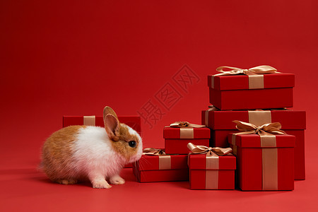 可爱小兔子和新年红色礼盒图片