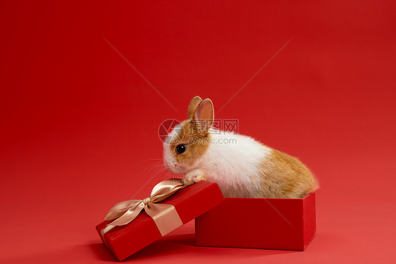盒里的小兔子图片