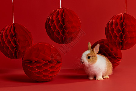 兔年新年装饰图片