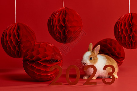 2023兔年新年装饰图片