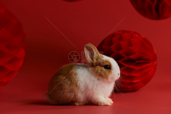可爱的小兔子新年形象图片