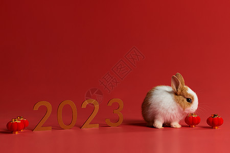 2023兔年小兔子形象图片