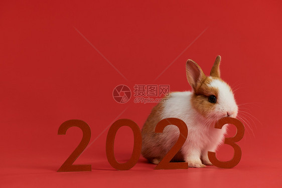 2023年新年小兔子形象图片