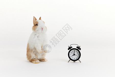 可爱小兔子与闹钟图片