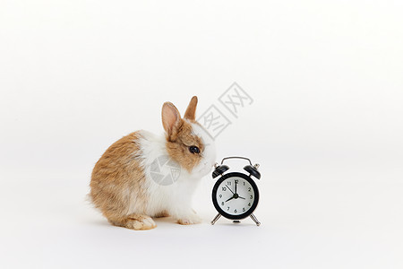 可爱的小兔子与闹钟背景图片