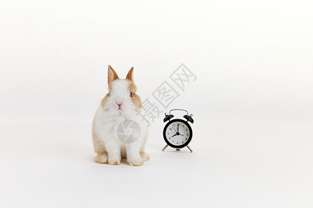 可爱小兔子与闹钟背景图片