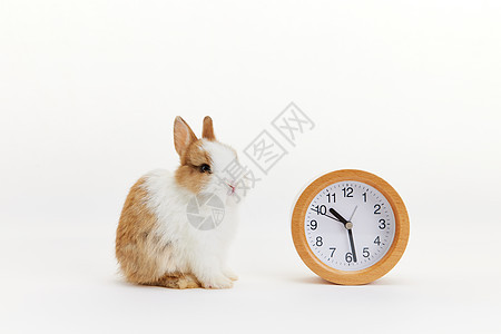 可爱小兔子与时钟图片