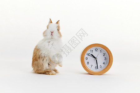 闹钟与可爱的小兔子背景图片