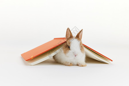 趴在书下的兔子背景图片