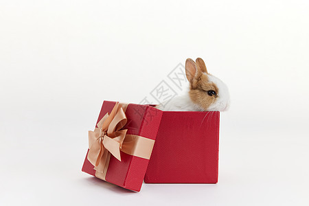 礼物盒里的小兔子背景图片