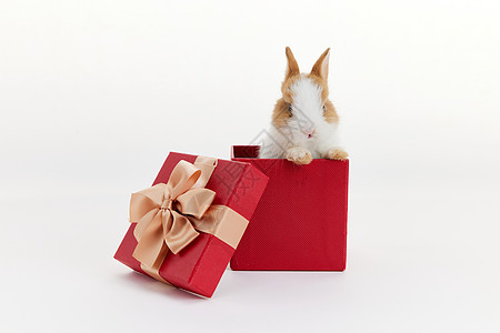 节日氛围盒里的小兔子背景