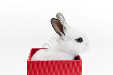 礼物盒里的白色小兔子背景图片