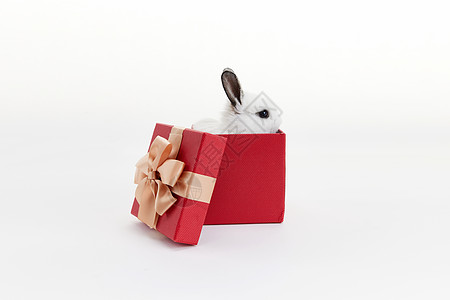 礼物盒里的可爱小兔子图片