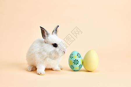 彩蛋兔子可爱小兔子与复活节彩蛋背景