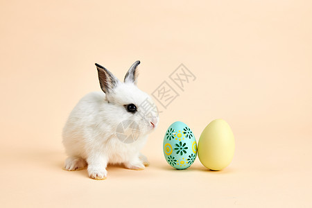 可爱小兔子与复活节彩蛋图片