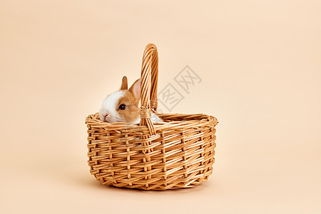 竹篮里的可爱兔子背景图片