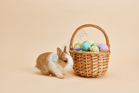 复活节的彩蛋小兔子背景图片