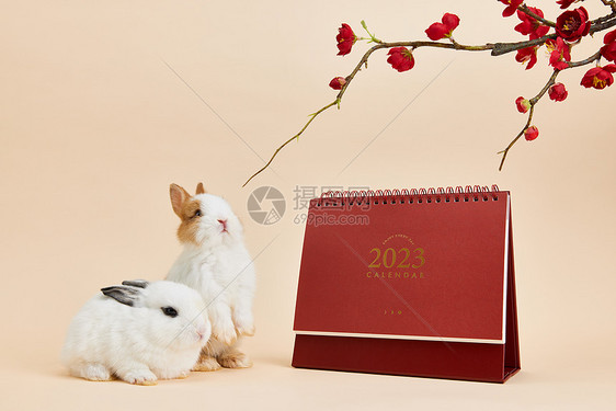 2023年新年兔年日历图片