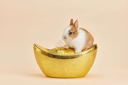 金元宝上的可爱小兔子背景图片