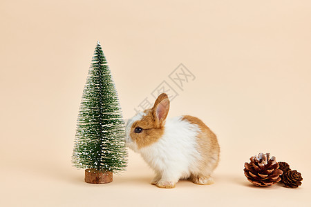 可爱兔子圣诞形象图片