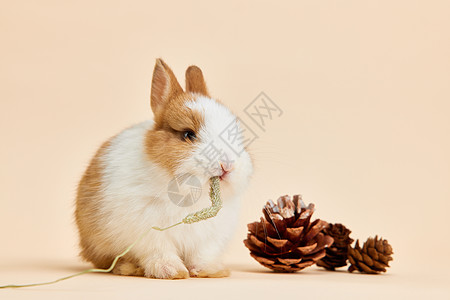 吃糖果小兔子可爱小兔子吃干草背景