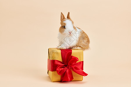 可爱小兔子站在礼物盒上背景图片