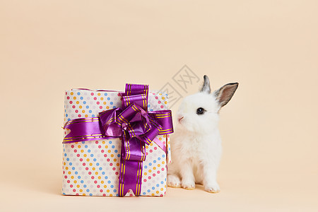 小兔子与礼物盒图片