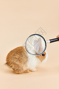 放大镜前的小兔子图片