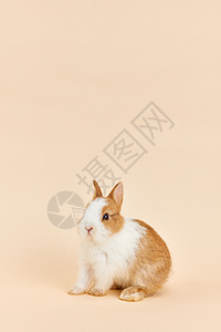 可爱兔子形象背景图片