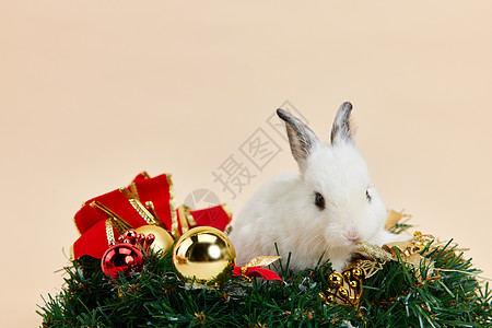 圣诞可爱兔子形象图片