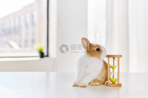 可爱小兔子和沙漏图片