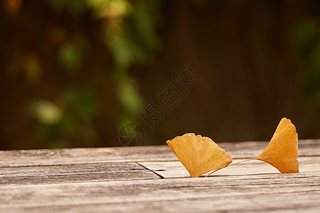 秋季自然风景飘落的银杏叶背景图片