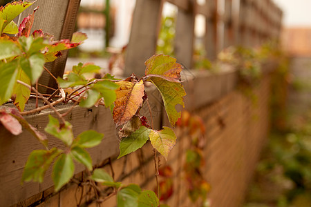 枯萎的叶子围墙上的常春藤背景