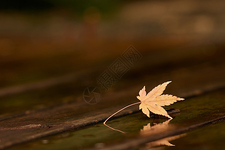 秋季雨后落叶倒影特写图片