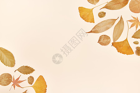 秋季落叶标本留白背景高清图片