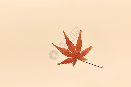 秋季落叶标本留白背景图片