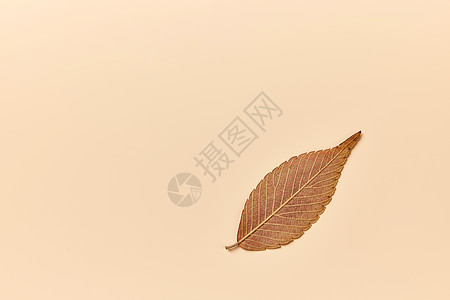 秋季落叶标本背景图片