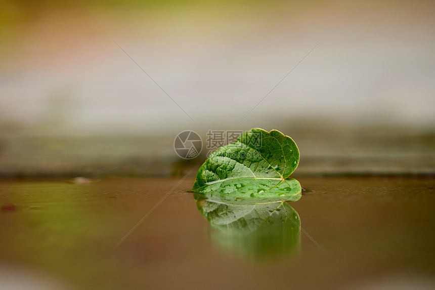 秋天雨后落叶倒影图片