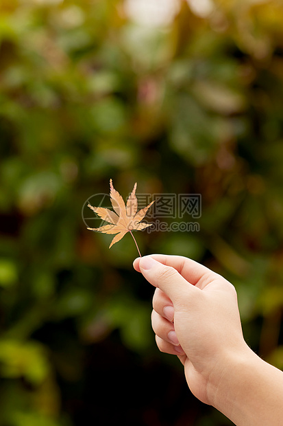 秋日手拿枫叶手部特写图片