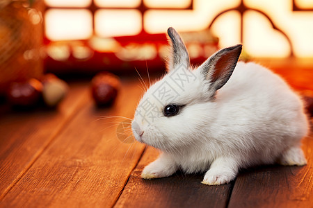 春节兔年兔子喜庆静物图片