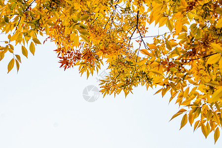 秋天的黄色树叶边框背景图片