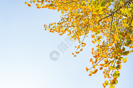 秋日里的银杏叶图片