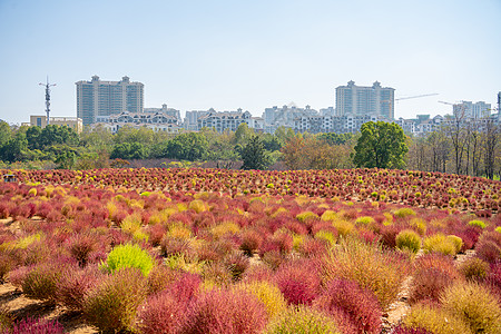 马鞍山公园秋天的武汉东湖马鞍山森林公园红叶地肤背景