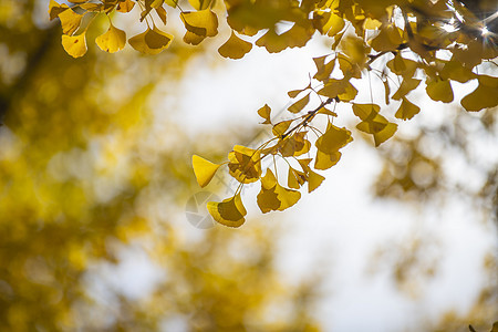 秋季阳光下金黄色的银杏图片
