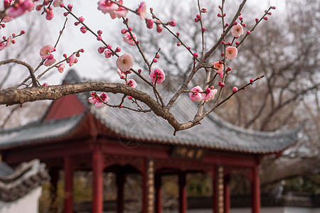 南京明孝陵红楼艺文苑古建筑与梅花图片