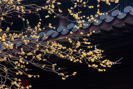 古典园林中的腊梅花背景图片